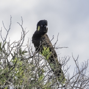 Zanda funerea at Paddys River, ACT - 14 Jun 2020