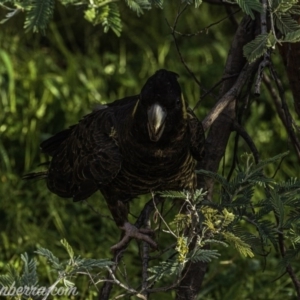 Zanda funerea at Paddys River, ACT - 14 Jun 2020