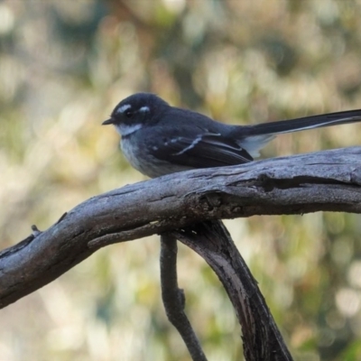 Rhipidura albiscapa (Grey Fantail) at Deakin, ACT - 9 Jun 2020 by JackyF