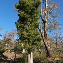 Brachychiton populneus subsp. populneus (Kurrajong) at Red Hill Nature Reserve - 9 Jun 2020 by JackyF