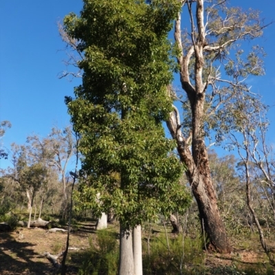 Brachychiton populneus subsp. populneus (Kurrajong) at Deakin, ACT - 9 Jun 2020 by JackyF