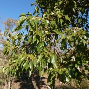 Brachychiton populneus subsp. populneus at Deakin, ACT - 9 Jun 2020