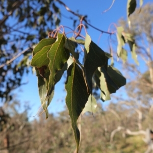 Brachychiton populneus subsp. populneus at Deakin, ACT - 9 Jun 2020