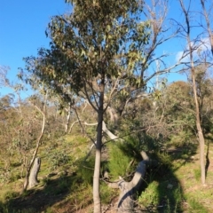 Brachychiton populneus subsp. populneus at Deakin, ACT - 9 Jun 2020