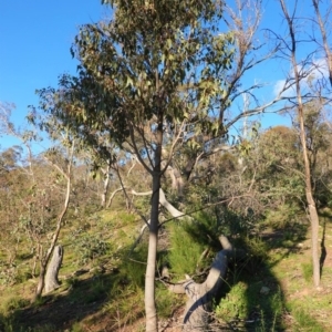 Brachychiton populneus subsp. populneus at Deakin, ACT - 9 Jun 2020