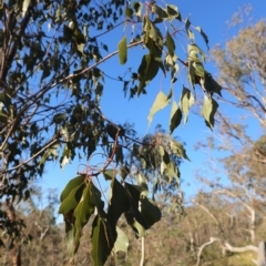 Brachychiton populneus subsp. populneus at Deakin, ACT - 9 Jun 2020