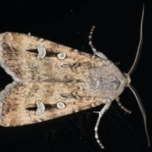 Agrotis infusa at Ainslie, ACT - 10 Jun 2020