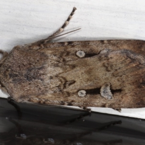 Agrotis infusa at Ainslie, ACT - 10 Jun 2020