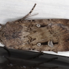 Agrotis infusa at Ainslie, ACT - 10 Jun 2020