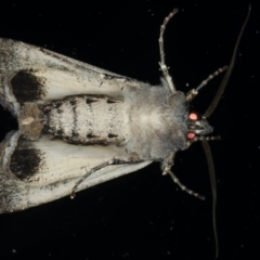 Agrotis infusa at Ainslie, ACT - 10 Jun 2020