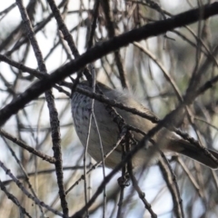 Acanthiza pusilla (Brown Thornbill) at Deakin, ACT - 9 Jun 2020 by JackyF