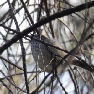 Acanthiza pusilla at Deakin, ACT - 9 Jun 2020