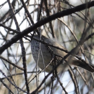 Acanthiza pusilla (Brown Thornbill) at Red Hill Nature Reserve - 9 Jun 2020 by JackyF