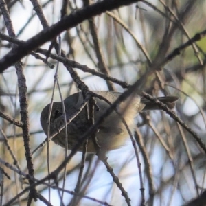 Acanthiza pusilla at Deakin, ACT - 9 Jun 2020