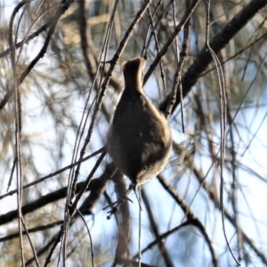 Acanthiza pusilla at Deakin, ACT - 9 Jun 2020