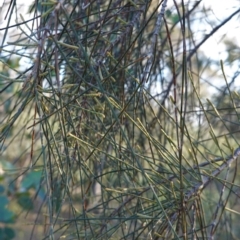 Allocasuarina verticillata (Drooping Sheoak) at Red Hill Nature Reserve - 9 Jun 2020 by JackyF