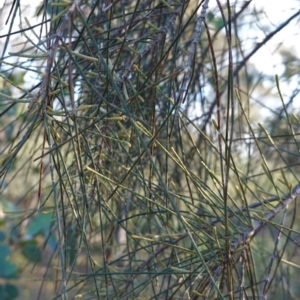 Allocasuarina verticillata at Deakin, ACT - 9 Jun 2020