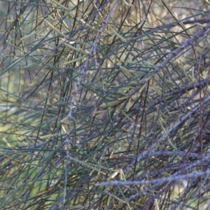 Allocasuarina verticillata at Deakin, ACT - 9 Jun 2020