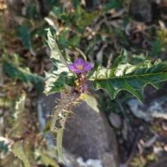 Solanum cinereum (Narrawa Burr) at Red Hill Nature Reserve - 9 Jun 2020 by JackyF