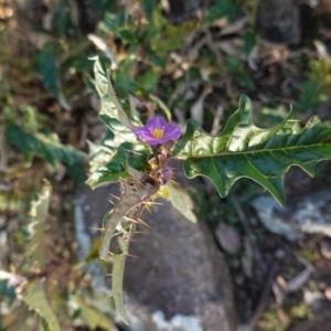 Solanum cinereum at Deakin, ACT - 9 Jun 2020