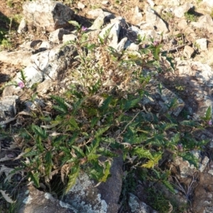 Solanum cinereum at Deakin, ACT - 9 Jun 2020
