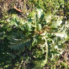 Solanum cinereum at Deakin, ACT - 9 Jun 2020