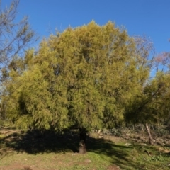 Exocarpos cupressiformis (Cherry Ballart) at Red Hill Nature Reserve - 9 Jun 2020 by JackyF