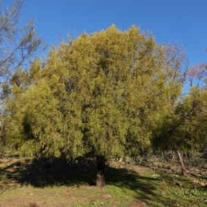 Exocarpos cupressiformis at Deakin, ACT - 9 Jun 2020