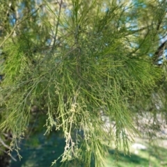 Exocarpos cupressiformis at Deakin, ACT - 9 Jun 2020