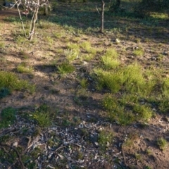 Calotis lappulacea (Yellow Burr Daisy) at Deakin, ACT - 9 Jun 2020 by JackyF