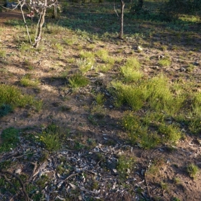 Calotis lappulacea (Yellow Burr Daisy) at Deakin, ACT - 9 Jun 2020 by JackyF