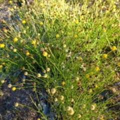 Calotis lappulacea at Deakin, ACT - 9 Jun 2020