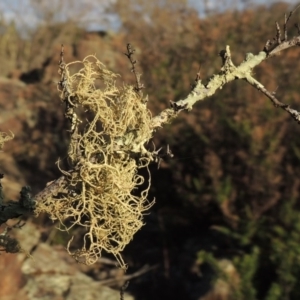 Usnea sp. (genus) at Tuggeranong DC, ACT - 20 Feb 2020