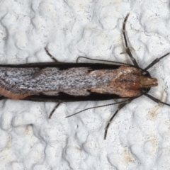 Leptocroca sanguinolenta (A Concealer moth) at Ainslie, ACT - 16 Jun 2020 by jb2602