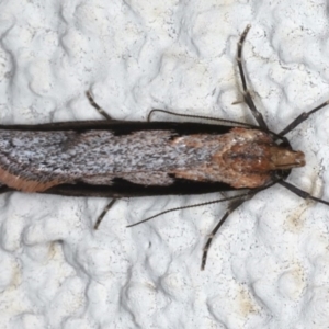 Leptocroca sanguinolenta at Ainslie, ACT - 16 Jun 2020 11:04 PM