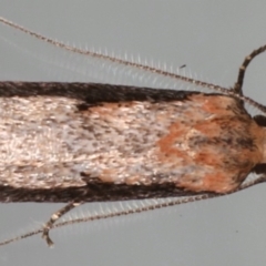 Leptocroca sanguinolenta at Ainslie, ACT - 16 Jun 2020