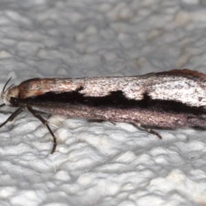 Leptocroca sanguinolenta at Ainslie, ACT - 16 Jun 2020