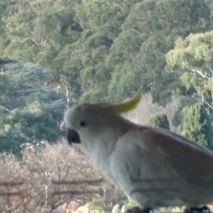 Cacatua galerita at Parkes, ACT - 16 Jun 2020