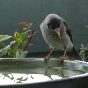 Manorina melanocephala at Parkes, ACT - 18 May 2020