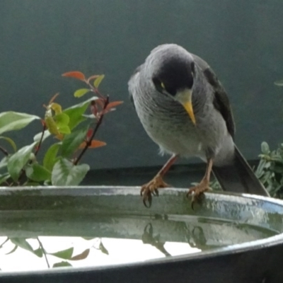 Manorina melanocephala (Noisy Miner) at Parkes, ACT - 18 May 2020 by JanetRussell