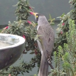 Manorina melanocephala at Parkes, ACT - 18 May 2020