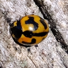 Coccinella transversalis (Transverse Ladybird) at Crace, ACT - 17 Jun 2020 by Kurt