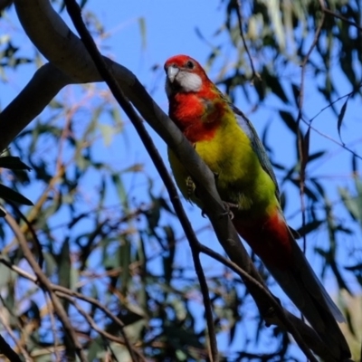 Platycercus eximius (Eastern Rosella) at Gungaderra Grasslands - 17 Jun 2020 by Kurt