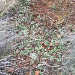 Diplodium truncatum (Little Dumpies, Brittle Greenhood) at Mount Majura - 16 Jun 2020 by petersan