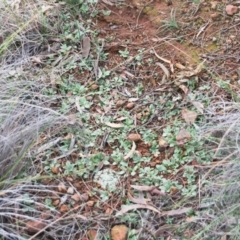 Diplodium truncatum (Little Dumpies, Brittle Greenhood) at Hackett, ACT - 16 Jun 2020 by petersan