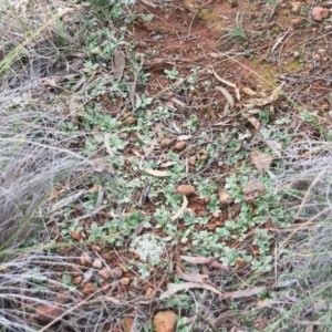 Diplodium truncatum at Hackett, ACT - 16 Jun 2020