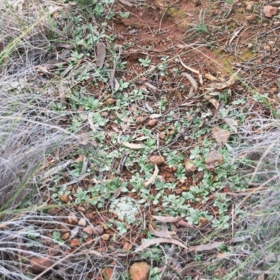 Diplodium truncatum (Little Dumpies, Brittle Greenhood) at Mount Majura - 16 Jun 2020 by petersan