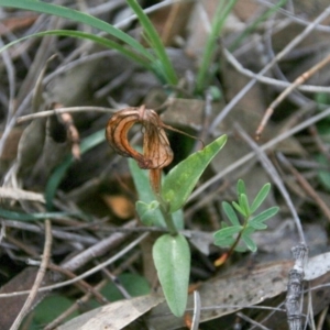 Diplodium truncatum at Hackett, ACT - 16 Jun 2020