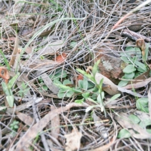 Diplodium truncatum at Hackett, ACT - 16 Jun 2020