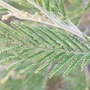 Acacia cardiophylla at Kambah, ACT - 17 Jun 2020